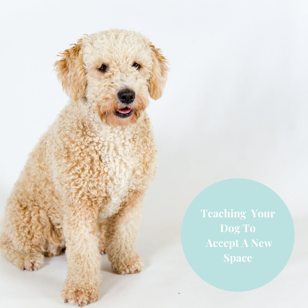 Teaching Your Dog To Accept A New Space - House Of Pets Delight (HOPD)
