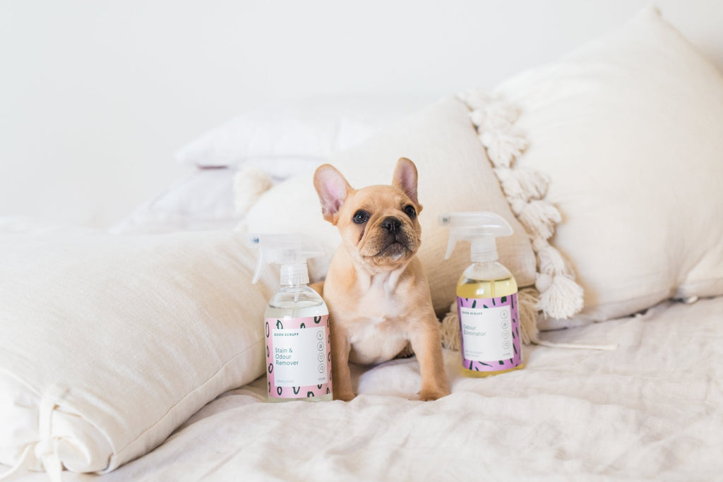 Why You NEED To Use Eco Friendly Cleaning Products Around Your Pets - House Of Pets Delight (HOPD)