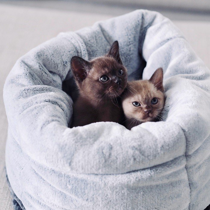 Cat Beds - House Of Pets Delight (HOPD)