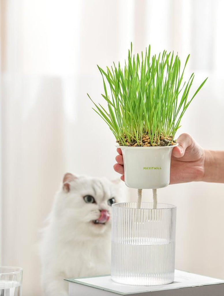 All in One Soil Free Cat Grass Grow Kit - House Of Pets Delight (HOPD)