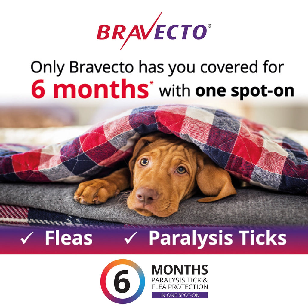 Bravecto Spot On For Dogs Orange 4.5 - 10kg - House Of Pets Delight (HOPD)