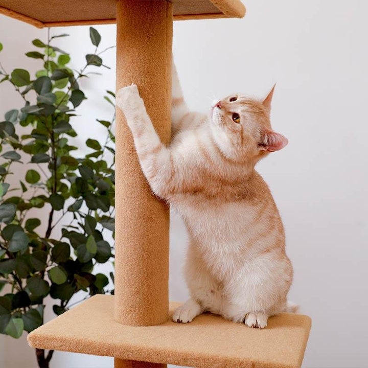 Ceiling Crawler Cat Tree (2 Colours) - House Of Pets Delight (HOPD)