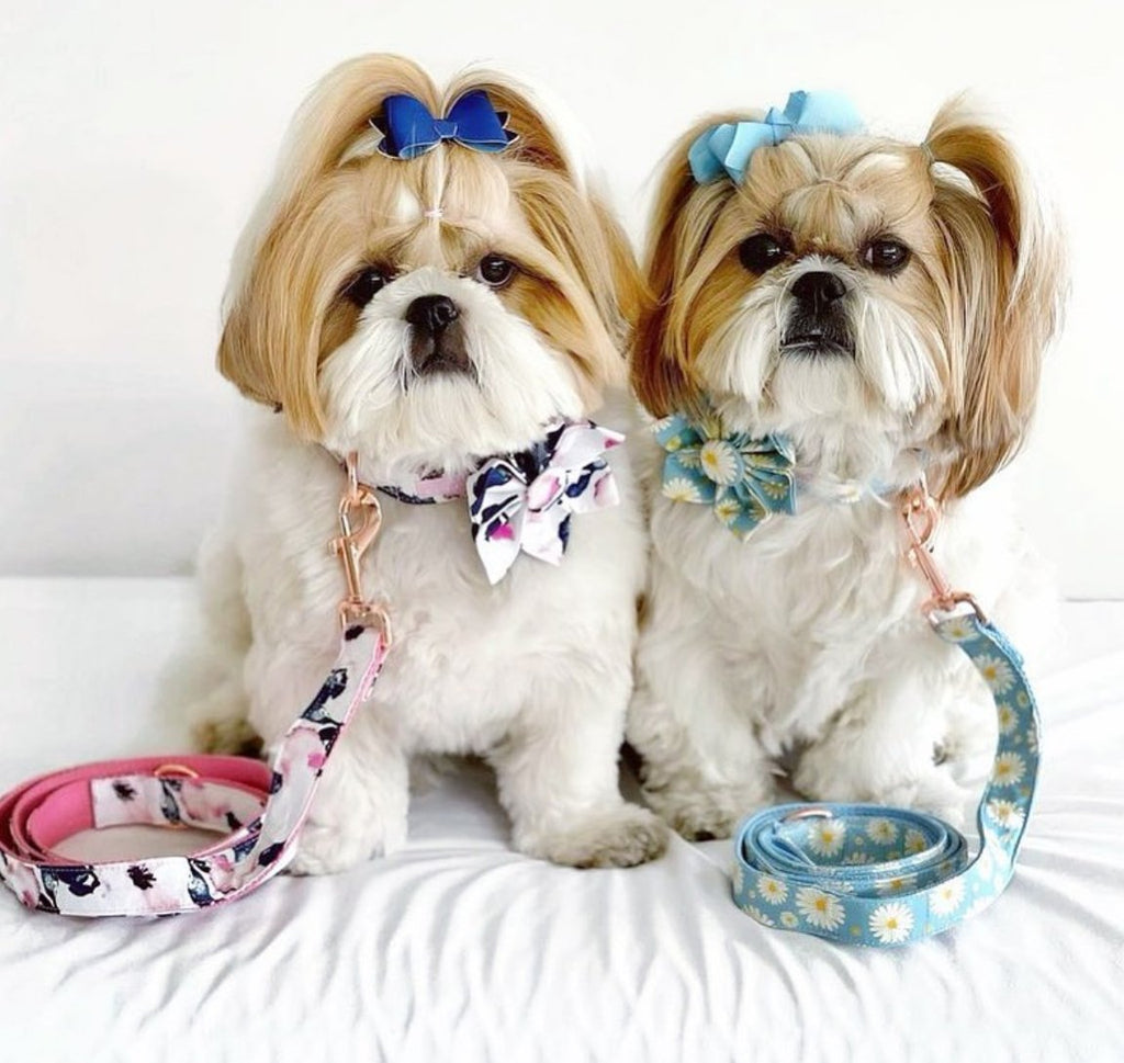 Daisy Flower Collar & Lead Set - House Of Pets Delight (HOPD)