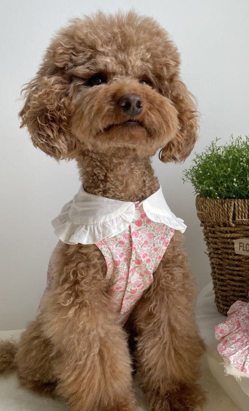 Floral Bohemian Dog Dress - House Of Pets Delight (HOPD)