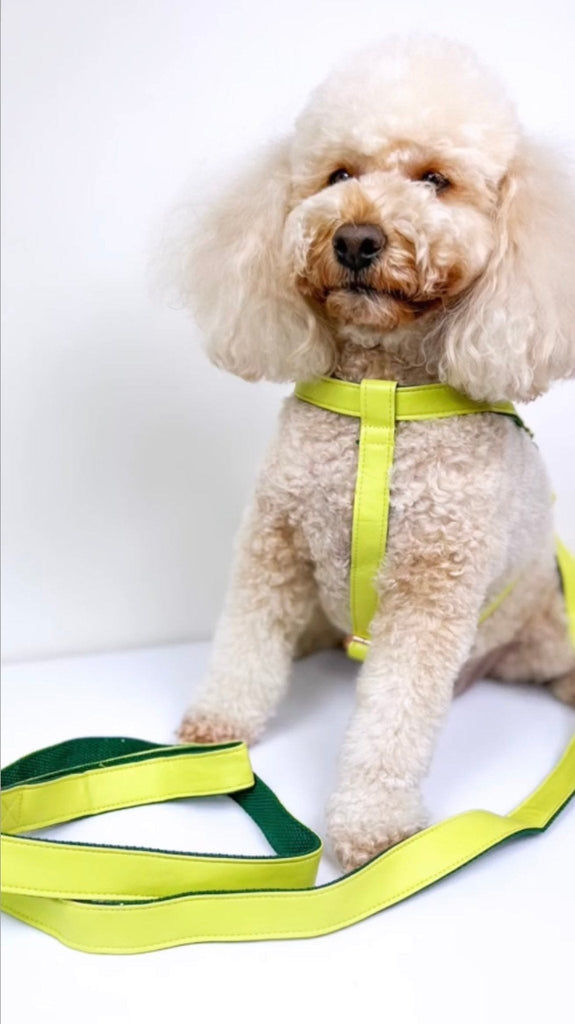 'Lime' Step In Harness Set - House Of Pets Delight (HOPD)