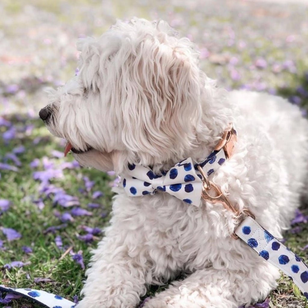 Polka Dot Bow Collar & Lead Set - House Of Pets Delight (HOPD)